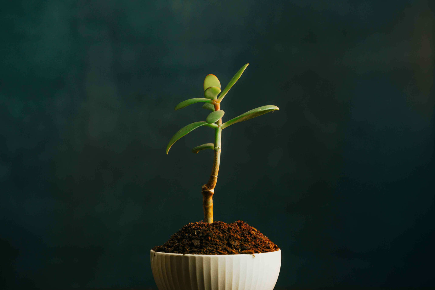 Green potted plant against a backdrop of dark blue, creating a serene atmosphere.