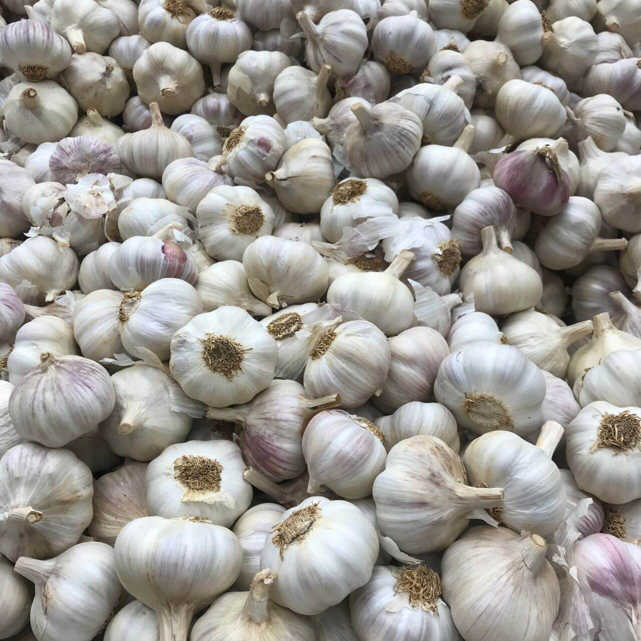 Bulk pure fresh garlic, carefully selected and sourced for its quality, flavor, and aroma.