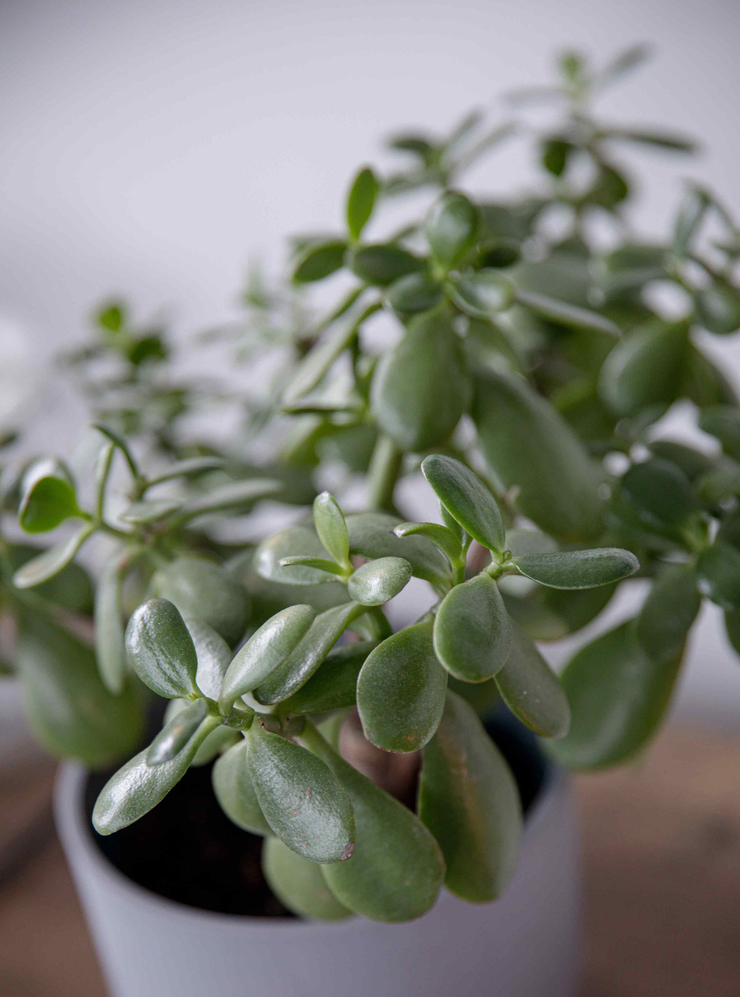 Detailed view of a green succulent plant in a white pot, showcasing its vibrant foliage and natural beauty.
