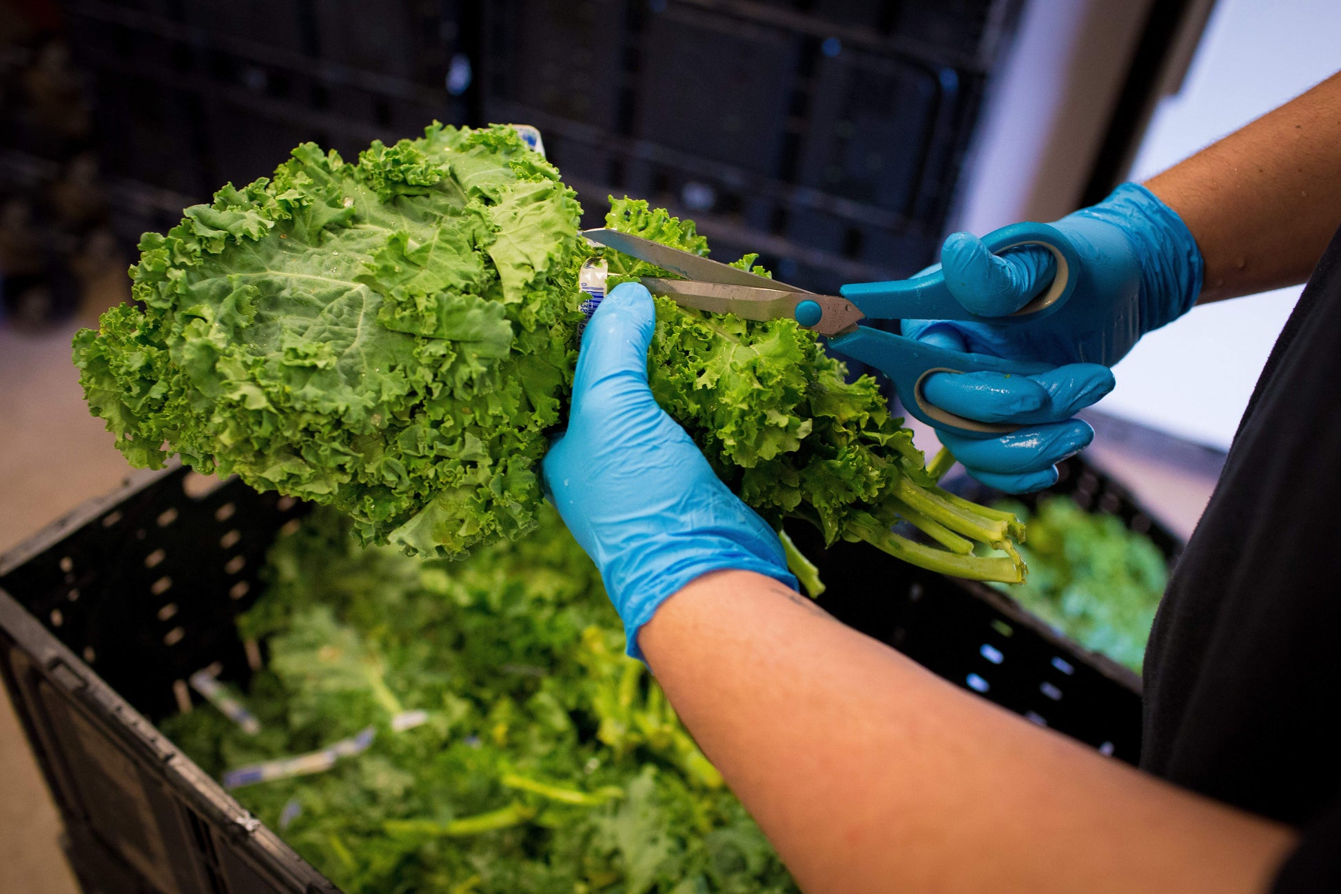 Hand in lab gloves carefully cutting the sealer of neatly bundled USDA-certified kale packs, with more bulk kale organized in vegetable plastic boxes in the background.