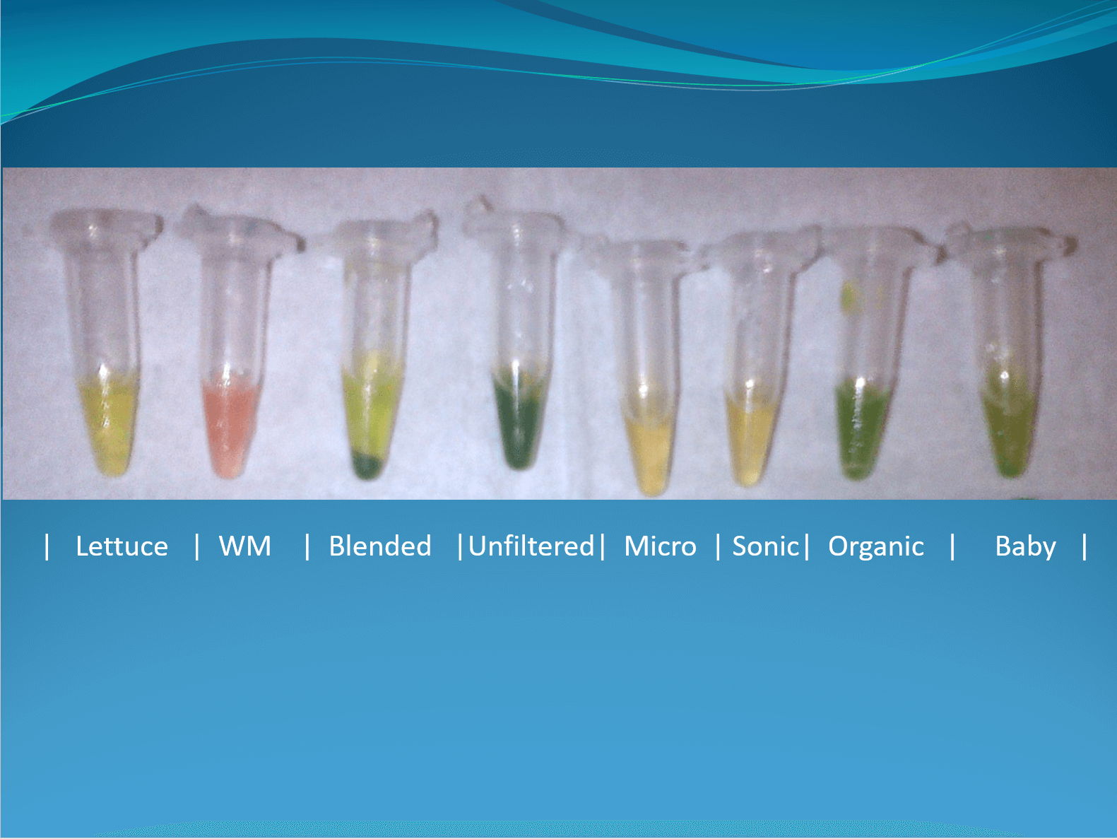 Powerpoint slide demonstrating the efficacy of various vegetable juices, including juiced curly kale, in killing melanoma cells, presented by Bilal Qizilbash at UFS Yale 2015.