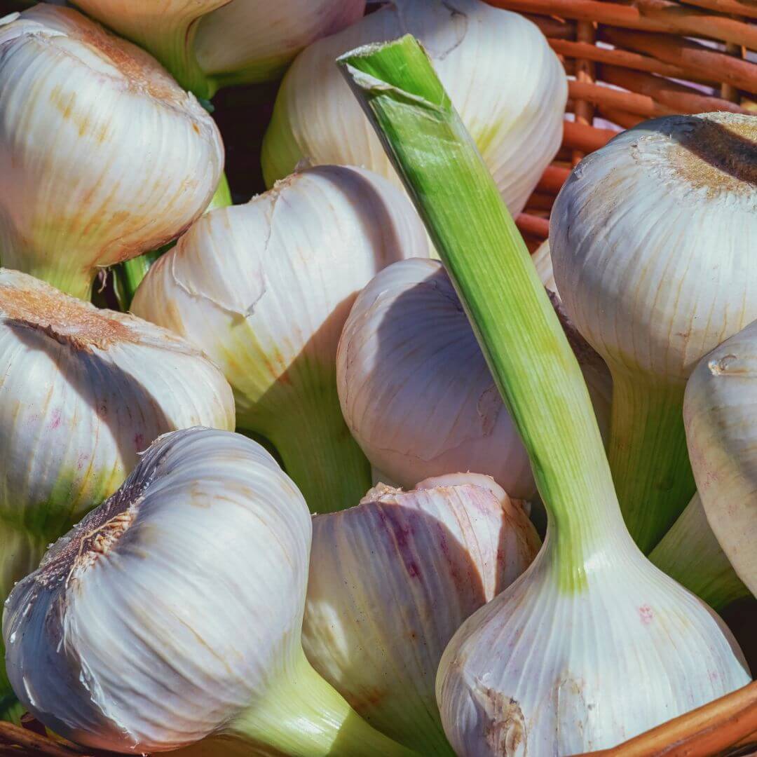 Abundant supply of freshly harvested bulk white garlic in a sunlit basket, radiating freshness and quality.