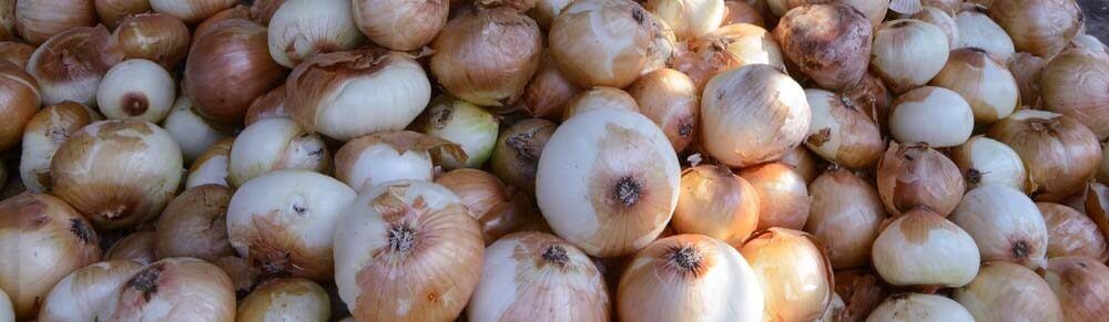 Abundant white fresh and pure onions, basking in the sunlight, showcasing their natural beauty and freshness.