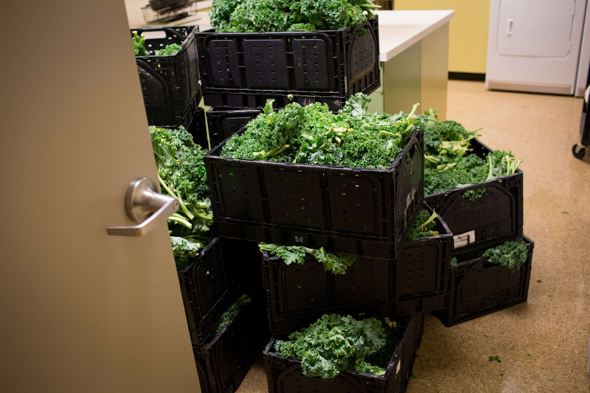 Large shipment of USDA-certified organic kale in stacked black plastic crates, for bulk purchases.