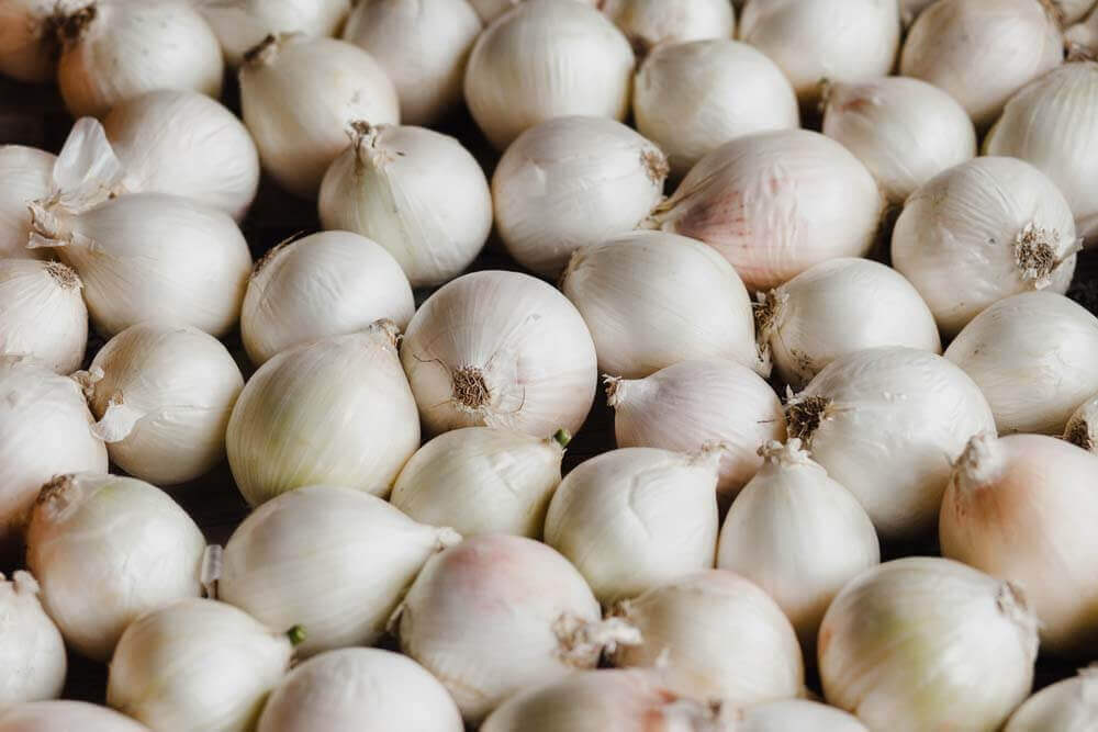 Fresh white onions in bulk, neatly arranged side by side.