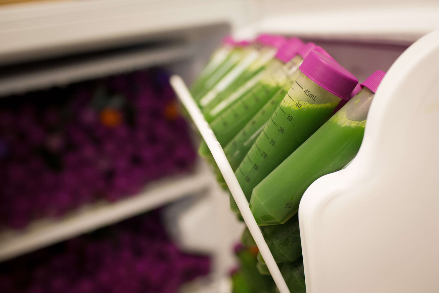  Close-up of multiple lab samples of juiced organic kale stored in the fridge : process of making Bilal's EasyKale®tasteless kale powder.