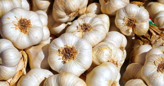 Pure garlic bulbs in bulk under the sun, showcasing their freshness.
