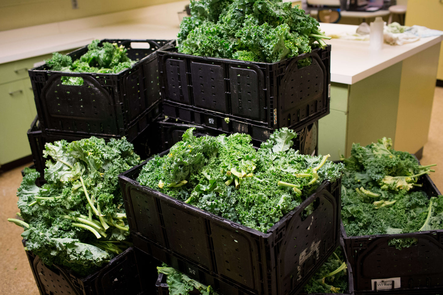 Large shipment of usda certified organic kale in black plastic crates for fruits and vegetables, perfect for bulk purchases.
