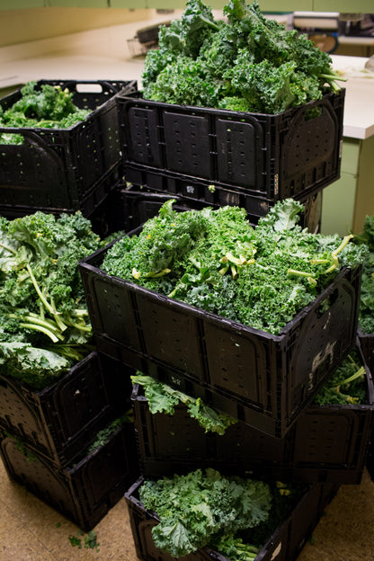 Large shipment of USDA-certified organic kale in stacked black plastic crates, ideal for bulk purchases.