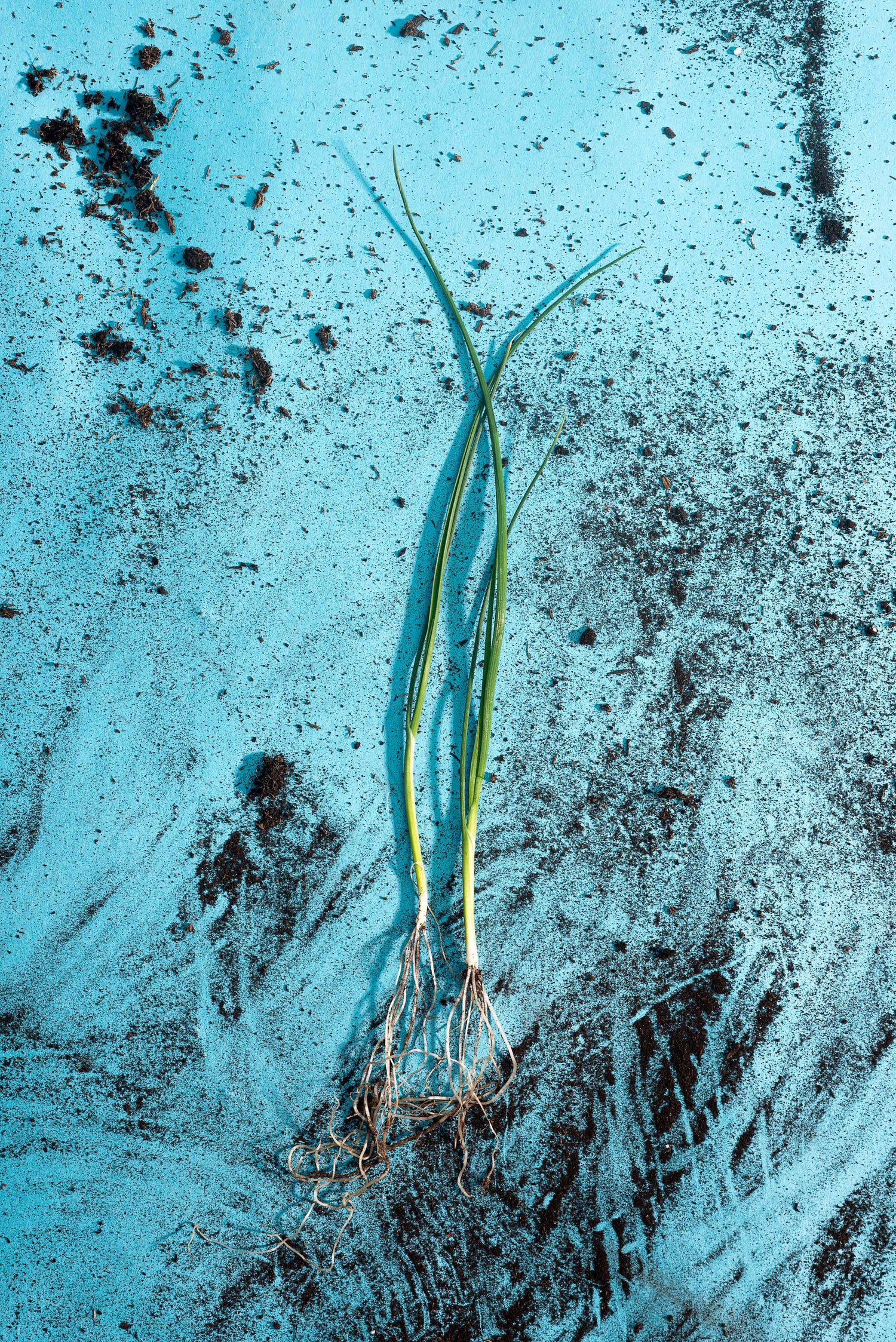 Young leeks laid on a dirt-covered blue surface, showcasing fresh and vibrant produce.